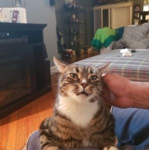 Meet your Posher, Macho